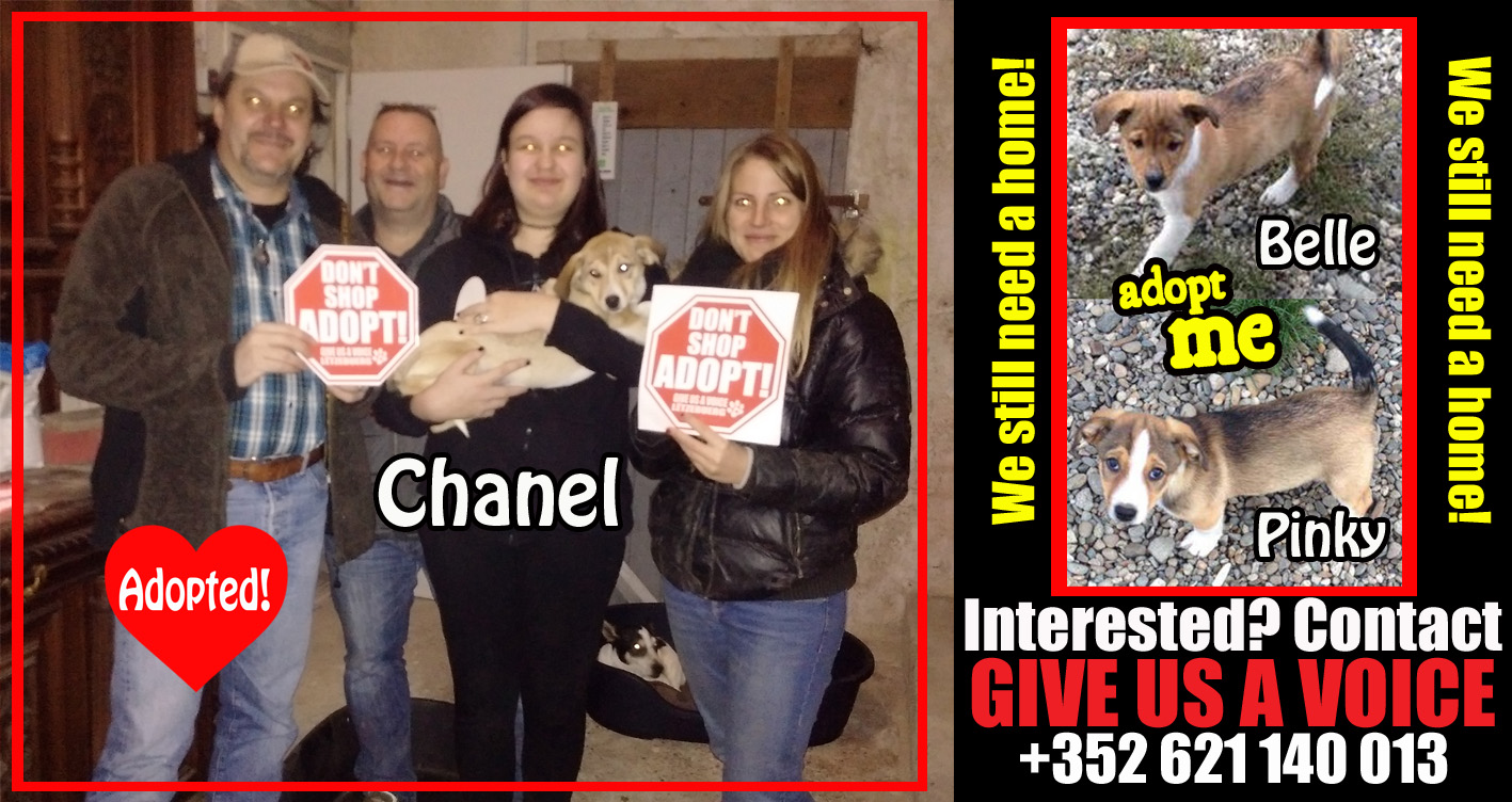 Chanel Adopted! copy