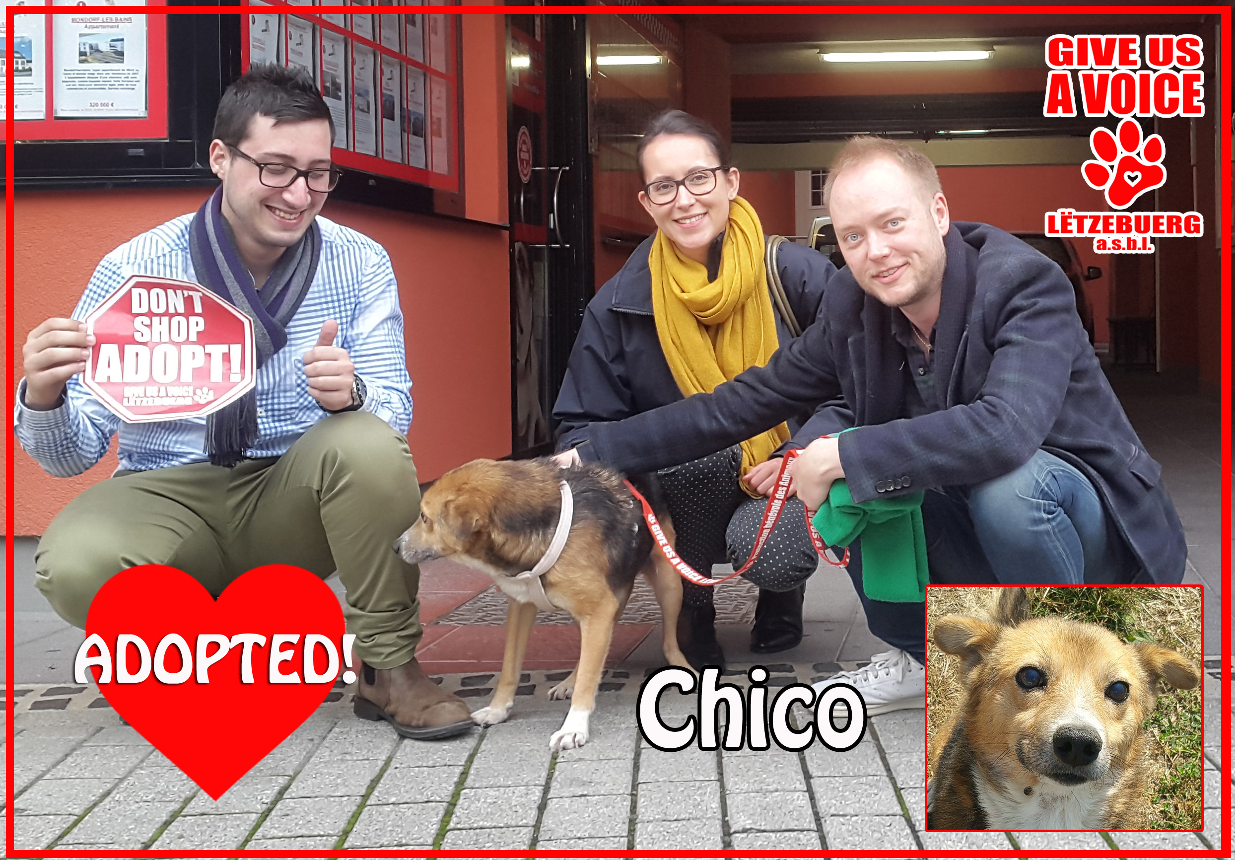 chico-adopted-copy