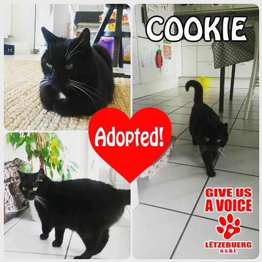 Cookie adopted copy