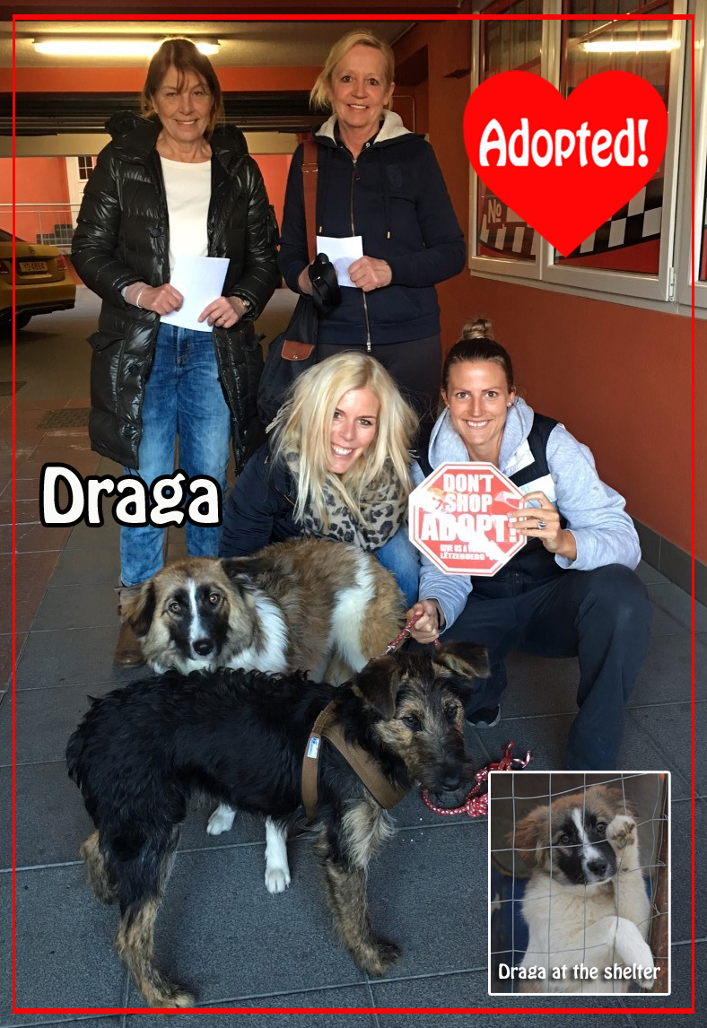 Draga adopted! copy