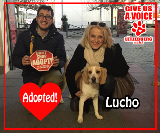 lucho-adopted-copy