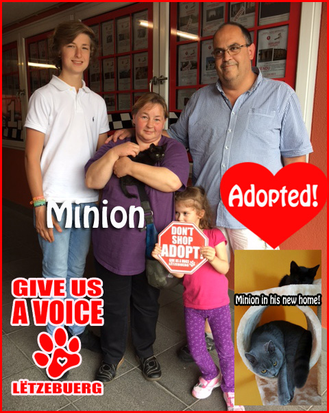 Minion adopted! copy