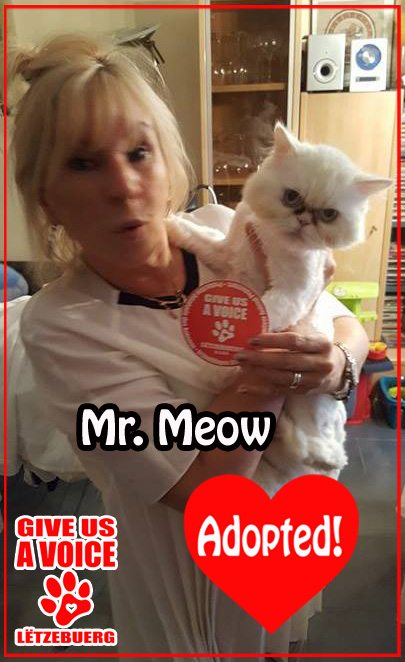 Mr. Meow Adopted! copy