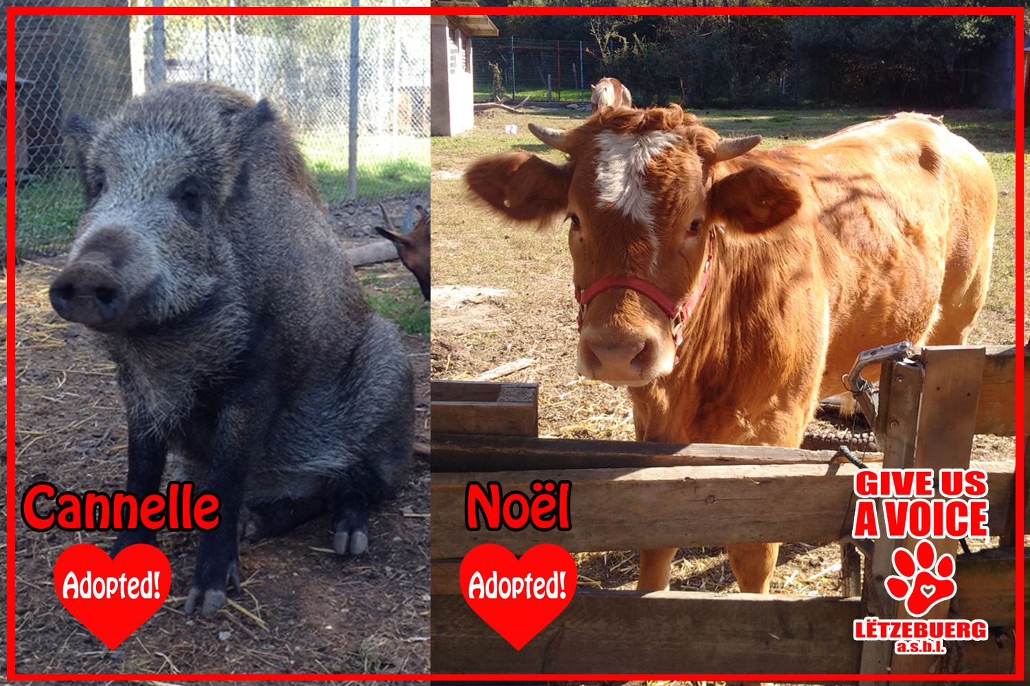 Noel and Cannelle Adopted
