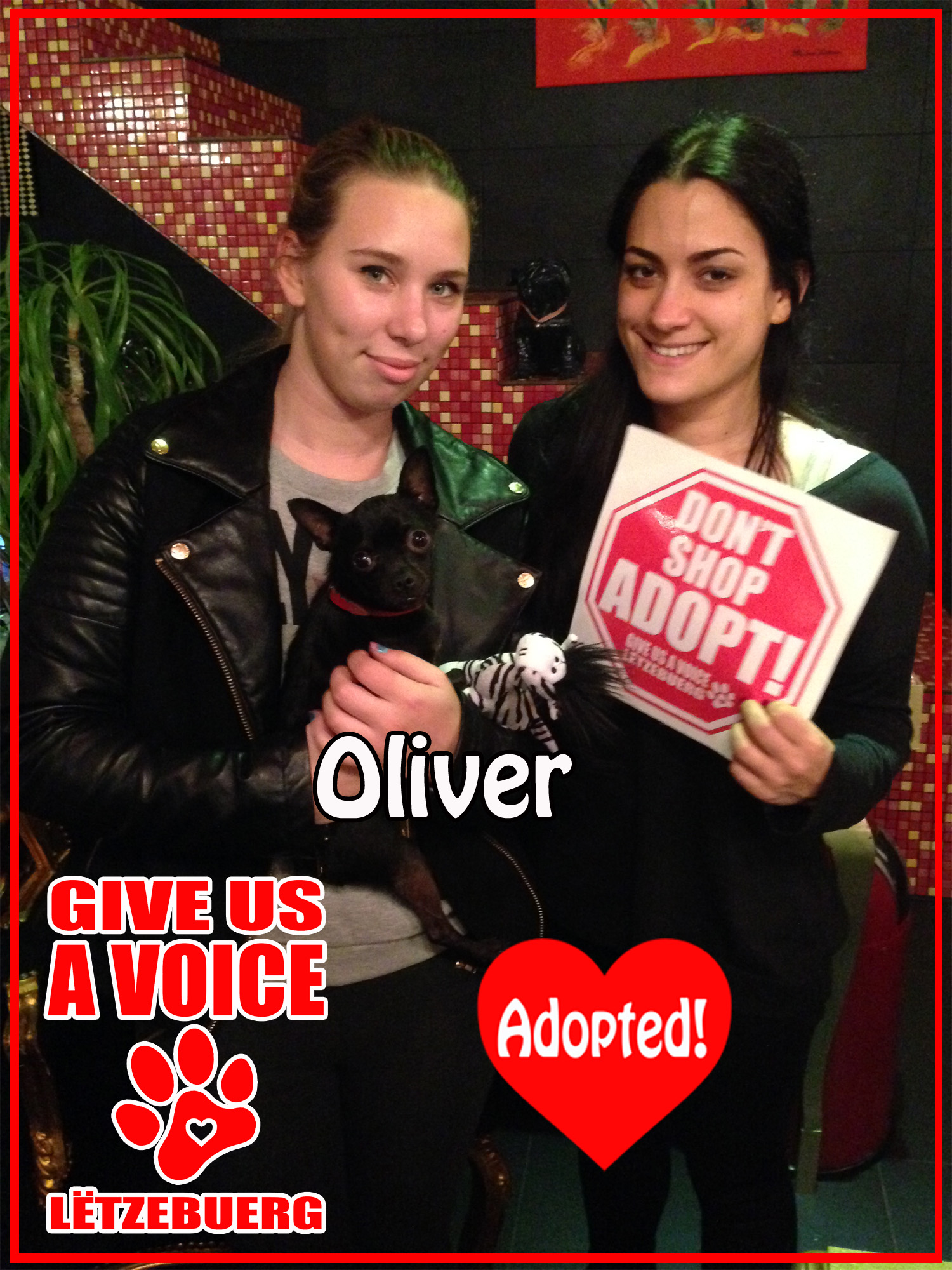 Oliver Adopted! copy