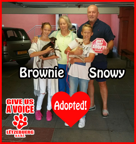 snowy-and-brownie-adopted-copy