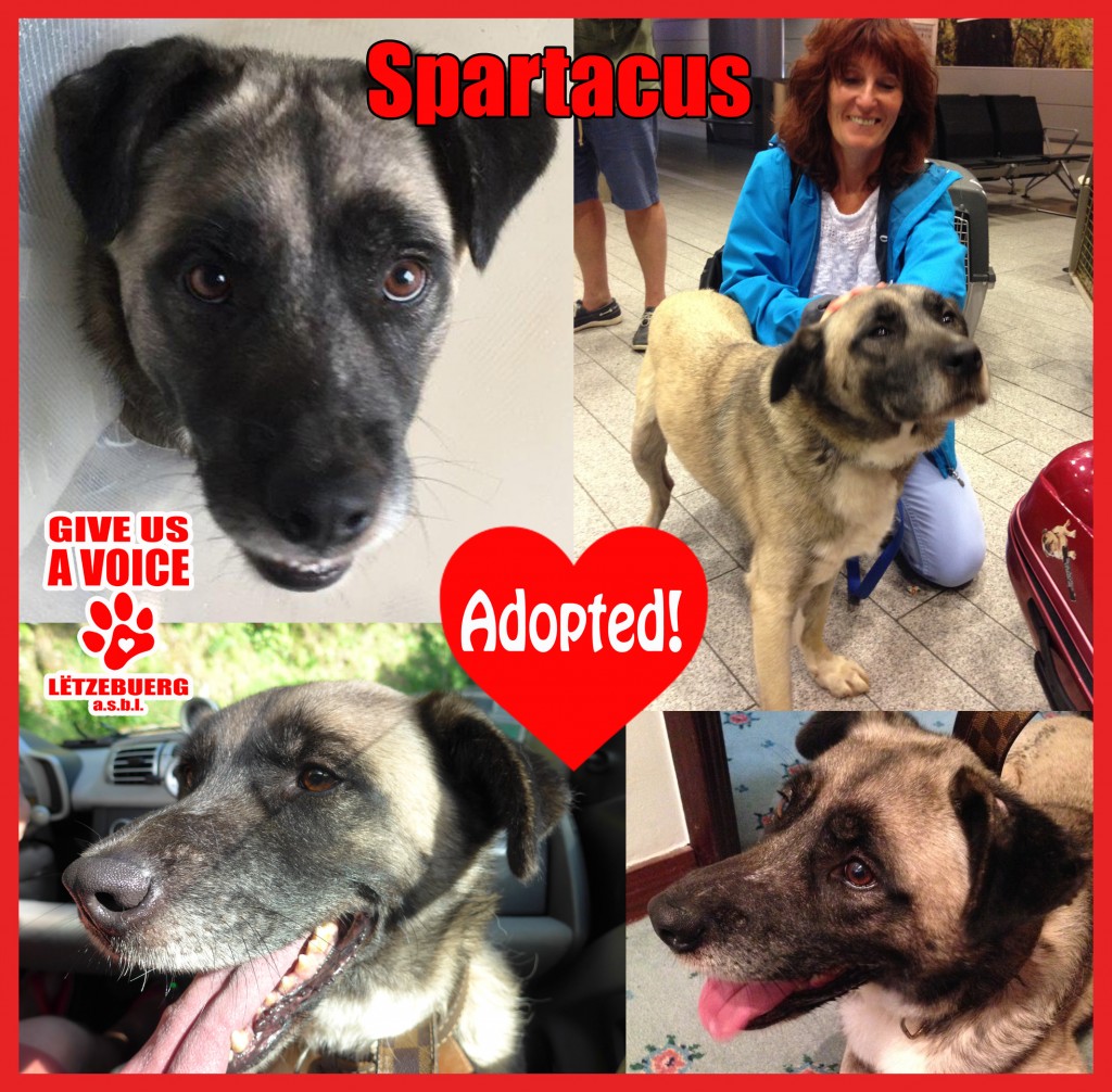 Spartacus Adopted copy