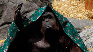 orangutan Sandra