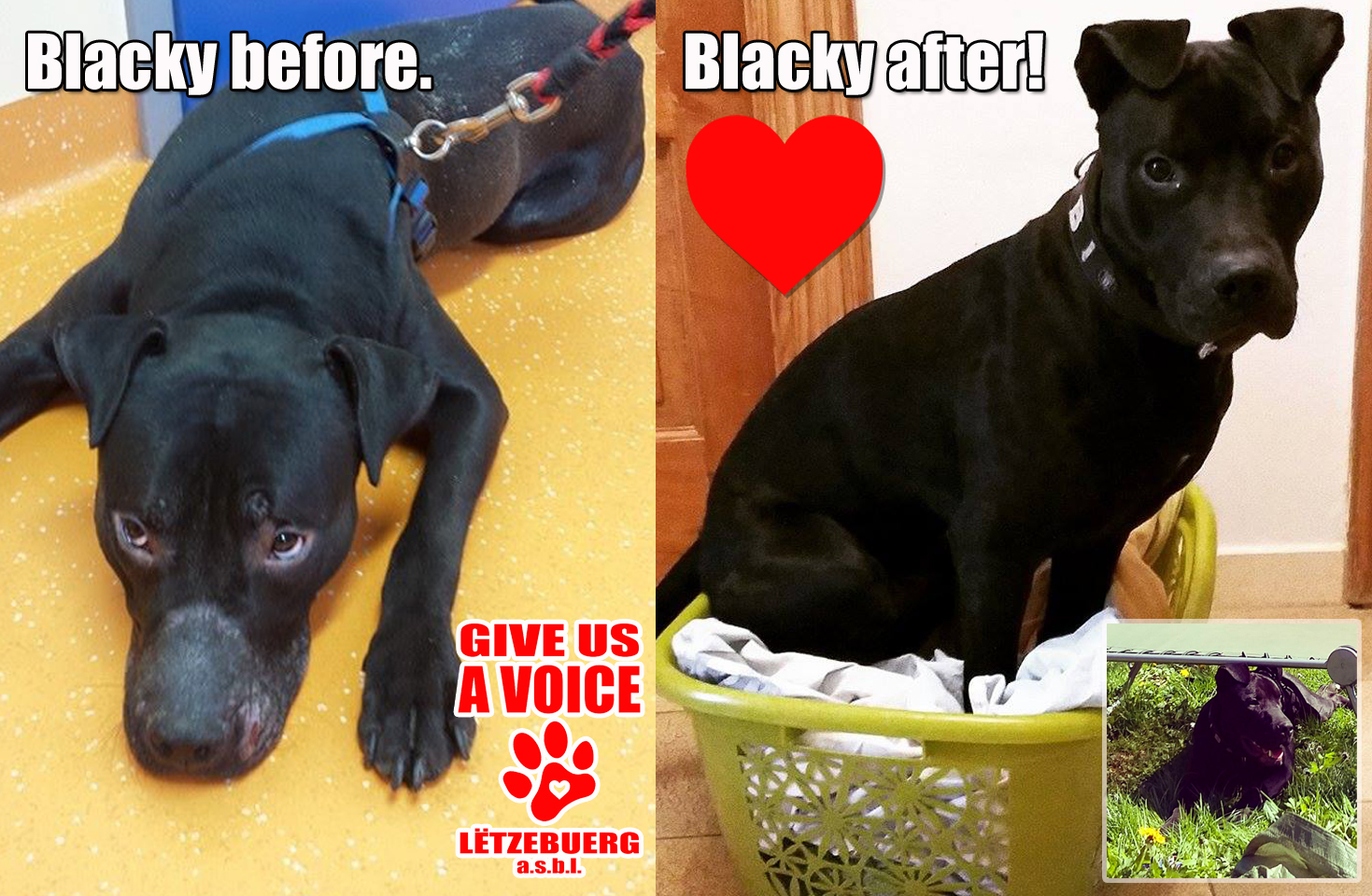 Blacky gets adopted! copy