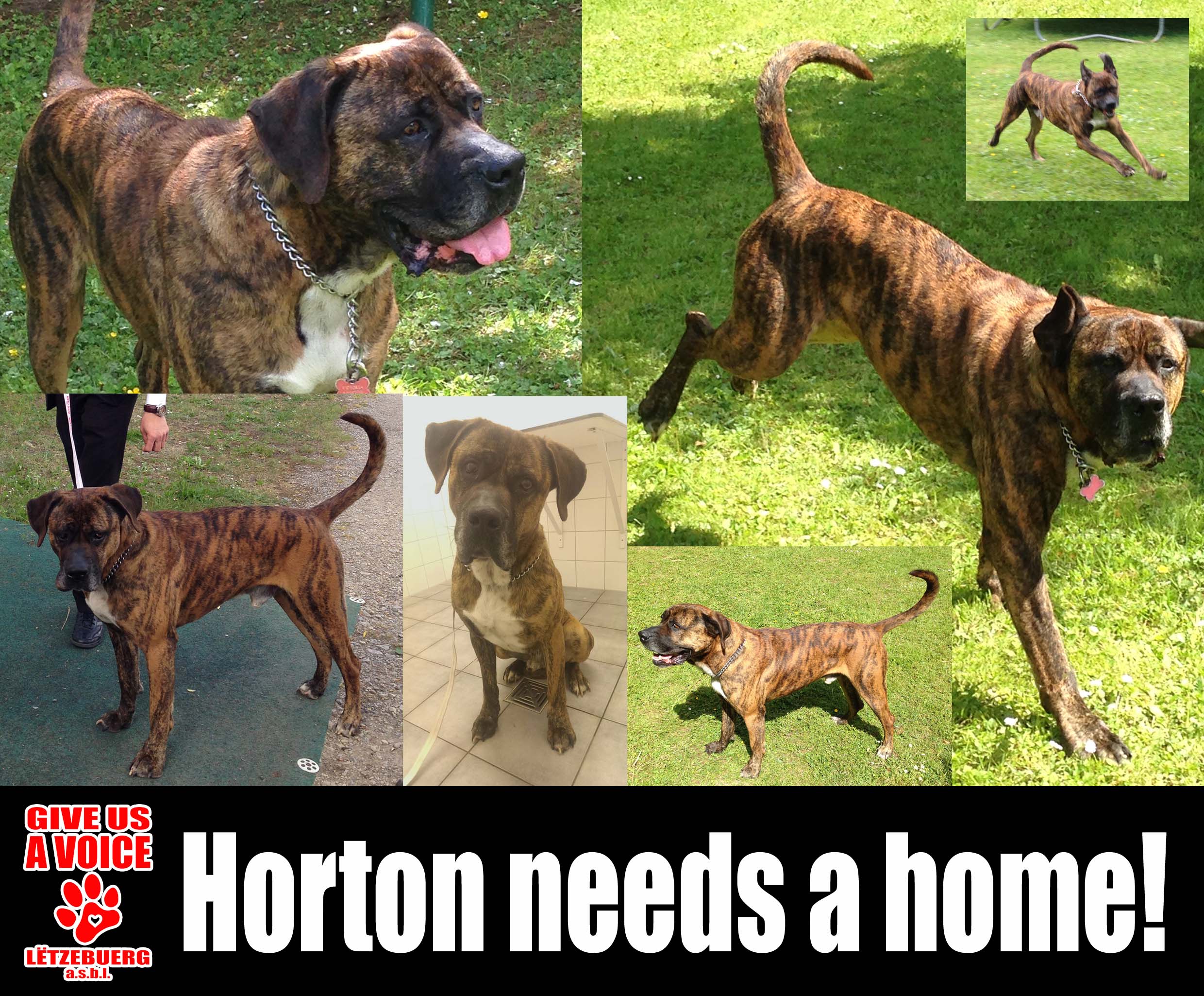 Adopt Horton! copy