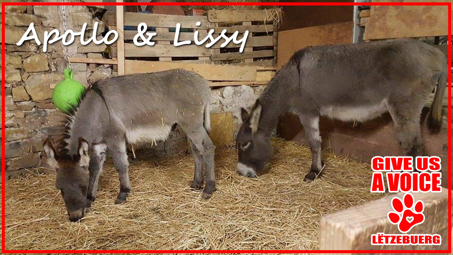 Donkeys at their new home copy