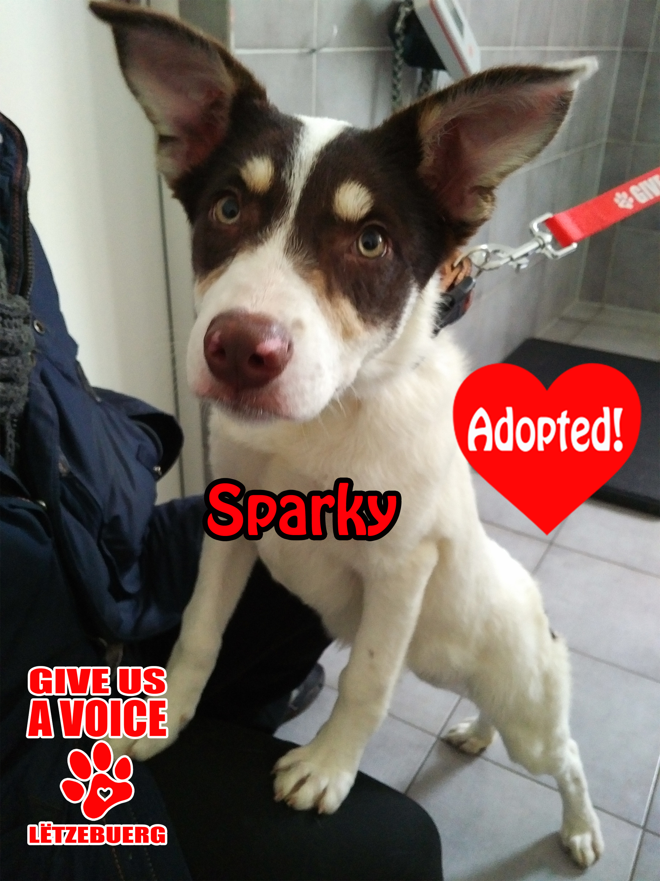 Sparky Adopted! copy