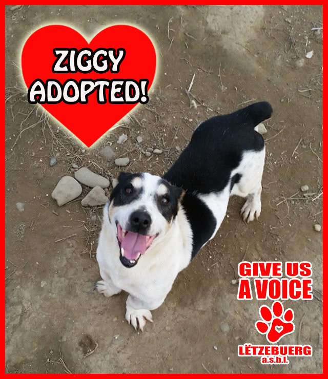 Ziggy Adopted! copy