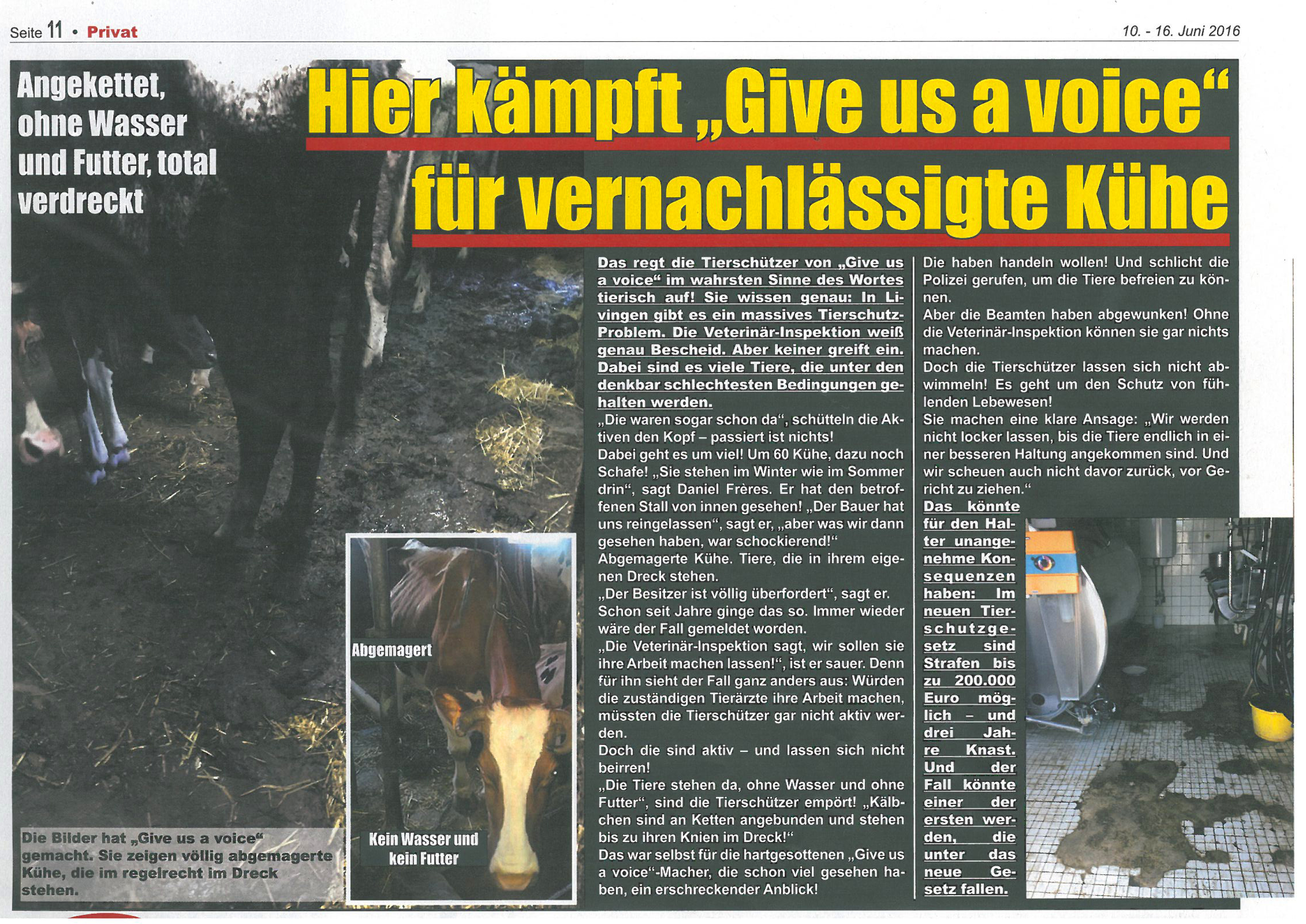 16-06-10 Privat article about cows in barn