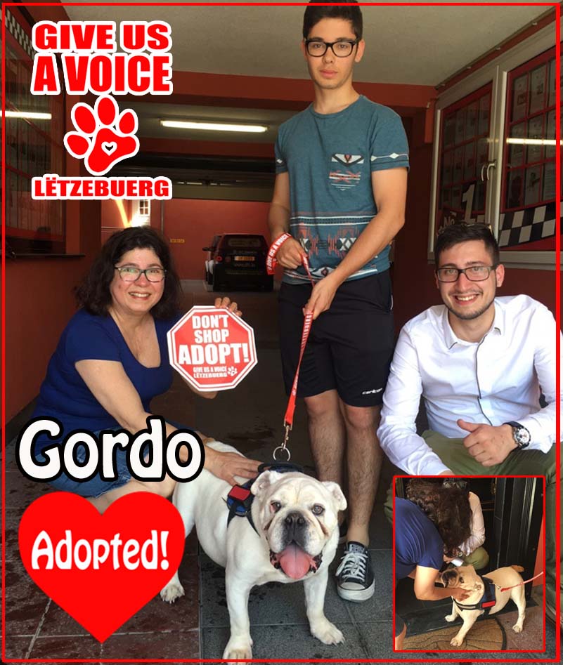 Gordo Adopted! copy