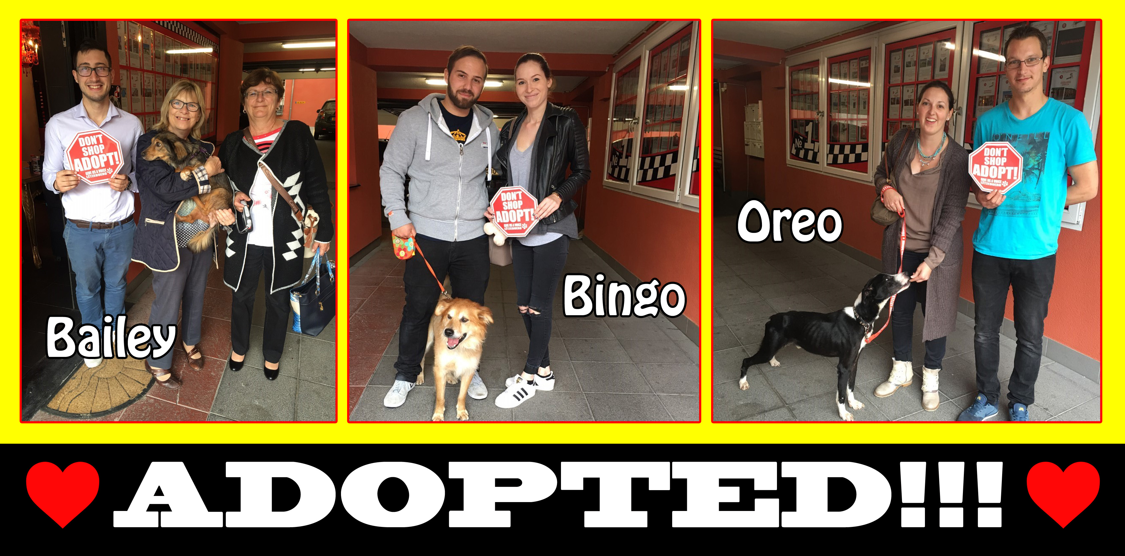 bailey-bingo-and-oreo-adopted-copy