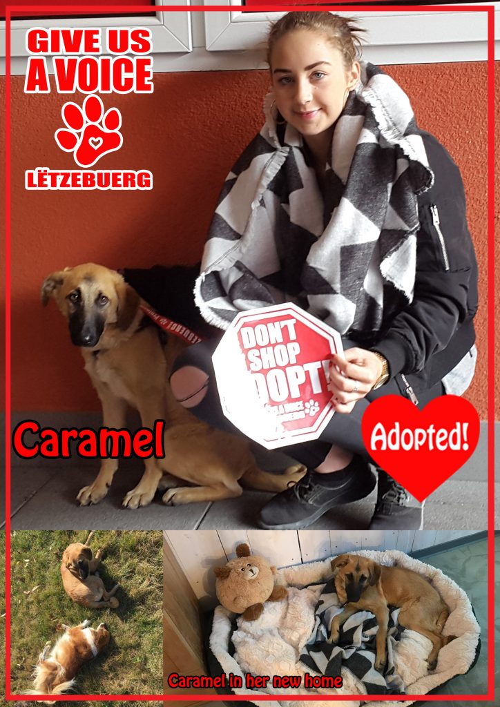 caramel-adopted-copy